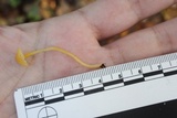 Mycena crocea image