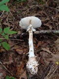 Amanita subcokeri image