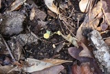 Mycena crocea image
