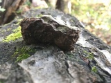 Fomes fasciatus image