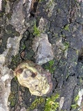 Fomes fasciatus image