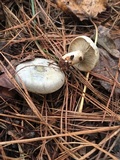 Lactarius paradoxus image