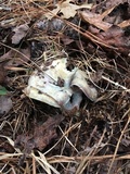 Lactarius paradoxus image