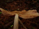 Entoloma strictius image