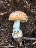 Amanita persicina image