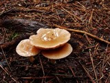 Entoloma strictius image
