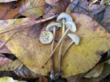 Mycena inclinata image