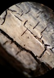 Radulomyces confluens image