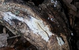 Peniophorella pubera image