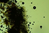 Peniophorella pubera image