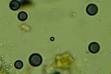 Peniophorella pubera image