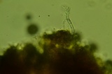 Peniophorella pubera image
