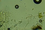Peniophorella pubera image