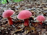 Boletochaete bicolor image