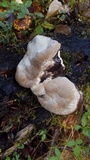 Fomitopsis ochracea image