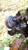 Fomitopsis ochracea image