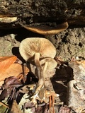 Agrocybe firma image