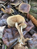 Agrocybe firma image