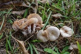 Clitocybe compressipes image