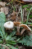 Clitocybe compressipes image