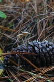 Baeospora myosura image