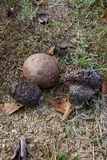 Calvatia cyathiformis image