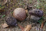 Calvatia cyathiformis image