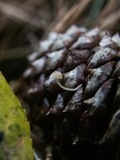 Baeospora myosura image