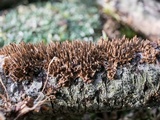 Hydnoporia olivacea image
