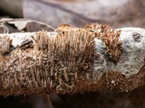 Hydnoporia olivacea image