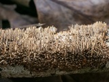 Hydnoporia olivacea image