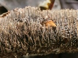 Hydnoporia olivacea image