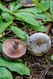 Lactarius paradoxus image