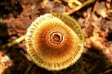 Crinipellis zonata image