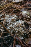 Clavulina coralloides image