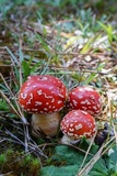 Amanita persicina image