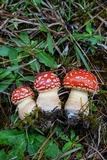 Amanita persicina image