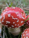 Amanita persicina image