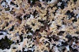 Dactylina ramulosa image