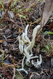 Clavulina rugosa image