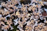 Dactylina ramulosa image