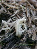 Clavulina rugosa image