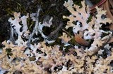 Dactylina ramulosa image