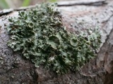 Tuckermanella fendleri image