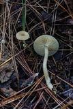 Gamundia striatula image