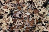 Dactylina ramulosa image