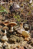 Stropharia coronilla image