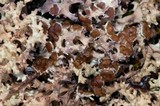 Dactylina ramulosa image