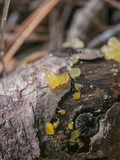Dacrymyces minor image