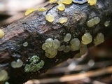 Dacrymyces minor image